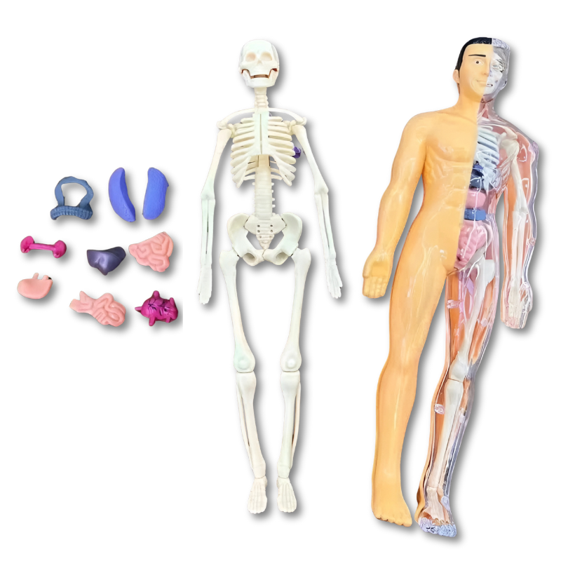 Children’s Human Skeleton Assembly Toy – Montessori Anatomy Learning Model