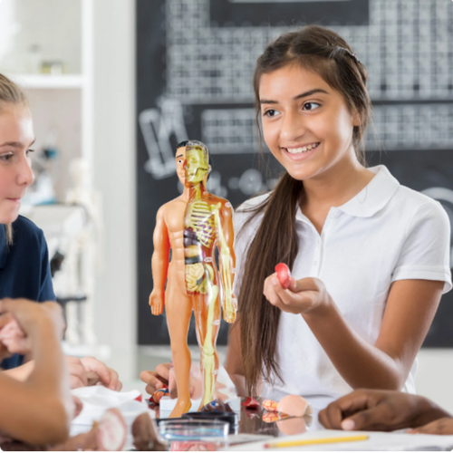 Interactive Human Torso Model for STEM Learning