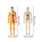 Children’s Human Skeleton Assembly Toy – Montessori Anatomy Learning Model
