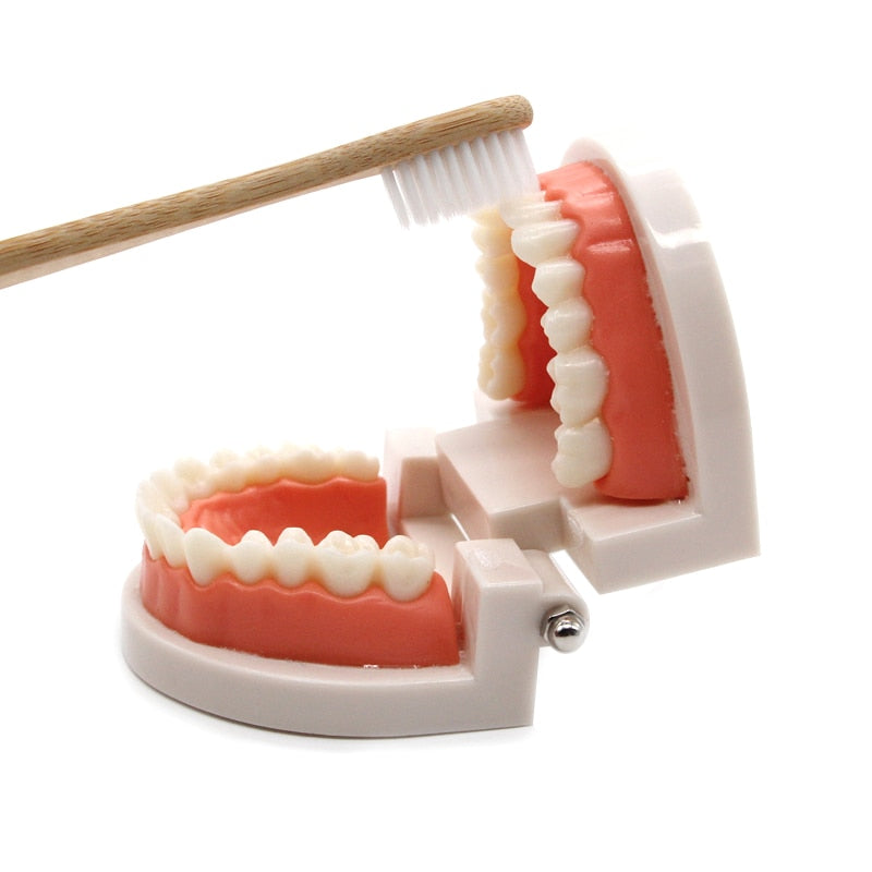 Montessori Brushing Teeth